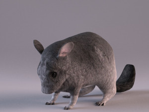 chinchilla Modello 3D