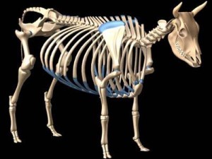 cow skeleton Modello 3D