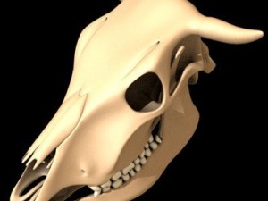cow skull Modello 3D