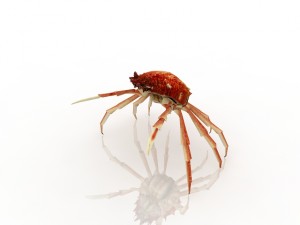 crab Modello 3D