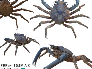 Crab Modello 3D