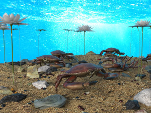 crab in an aquarium Modello 3D