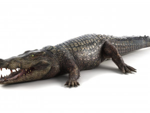 crocodile Modello 3D