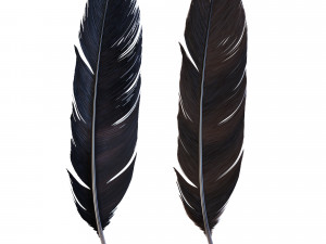 Crow Feather Modello 3D