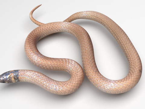 Crowned Snake Modello 3D