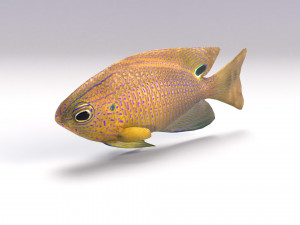 damselfish Modello 3D