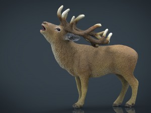 deer Modello 3D