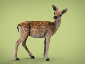 deer Modello 3D
