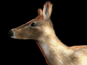 deer animal low poly Modello 3D