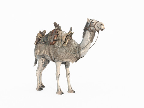 Desert camel mount Modello 3D
