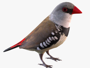 Diamond Firetail Finch Modello 3D