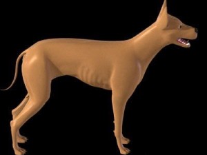 dog Modello 3D