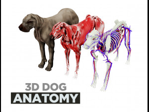 dog anatomy with internal organs - 4k textures Modello 3D