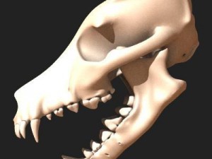 dog skull Modello 3D