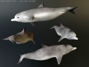 dolphin 1 Modello 3D