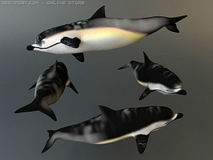 dolphin 2 Modello 3D