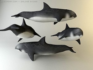 dolphin 3 Modello 3D