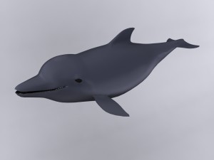 dolphin Modello 3D