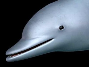 dolphin Modello 3D