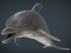 dolphin Modello 3D