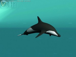 dolphin Modello 3D