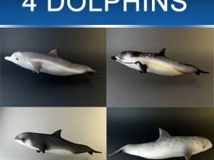 dolphin pack Modello 3D