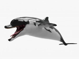 dolphin sculpt Modello 3D