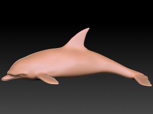 dolphine Modello 3D