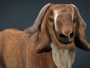 domestic goat Modello 3D
