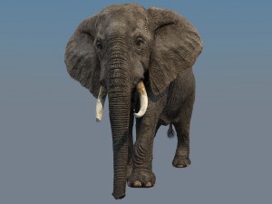 elephant Modello 3D