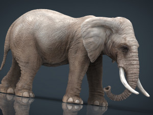 elephant Modello 3D