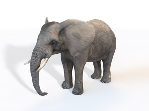 elephant rigged animal Modello 3D