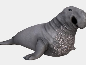 elephant seal low poly Modello 3D