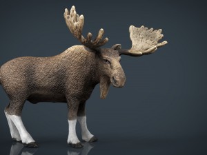 elk Modello 3D