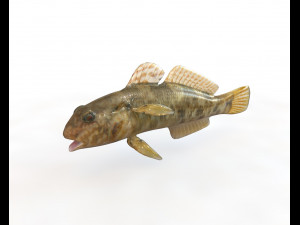 frillfin goby fish low poly Modello 3D