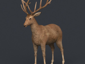 game ready realistic deer Modello 3D