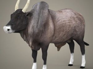 game ready realistic ox Modello 3D