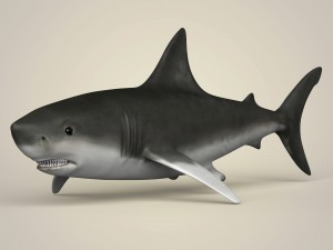 game ready realistic shark Modello 3D