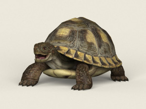 game ready tortoise Modello 3D