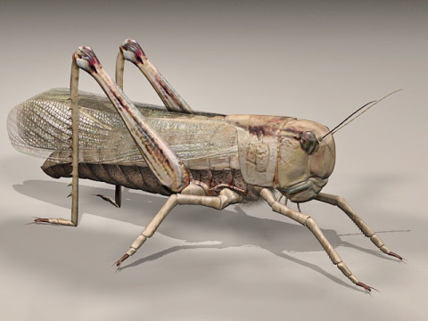 Giant Grasshopper Modello 3D