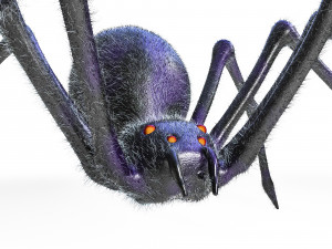 giant spider insect Modello 3D