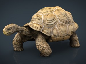 giant tortoise Modello 3D
