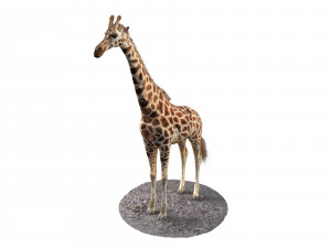 giraffe rigged animal low poly Modello 3D