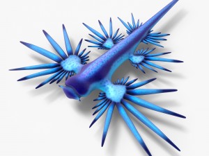 glaucus atlanticus Modello 3D