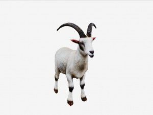 Goat Modello 3D