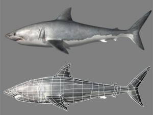great white shark Modello 3D