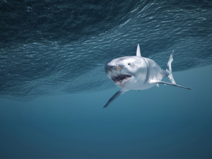 Great White Shark Modello 3D