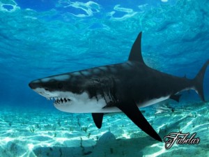 great white shark Modello 3D