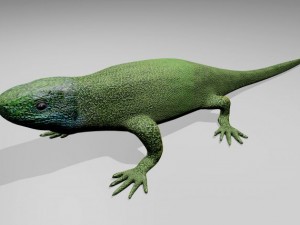 green lizard Modello 3D