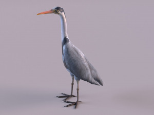 Grey Heron Modello 3D